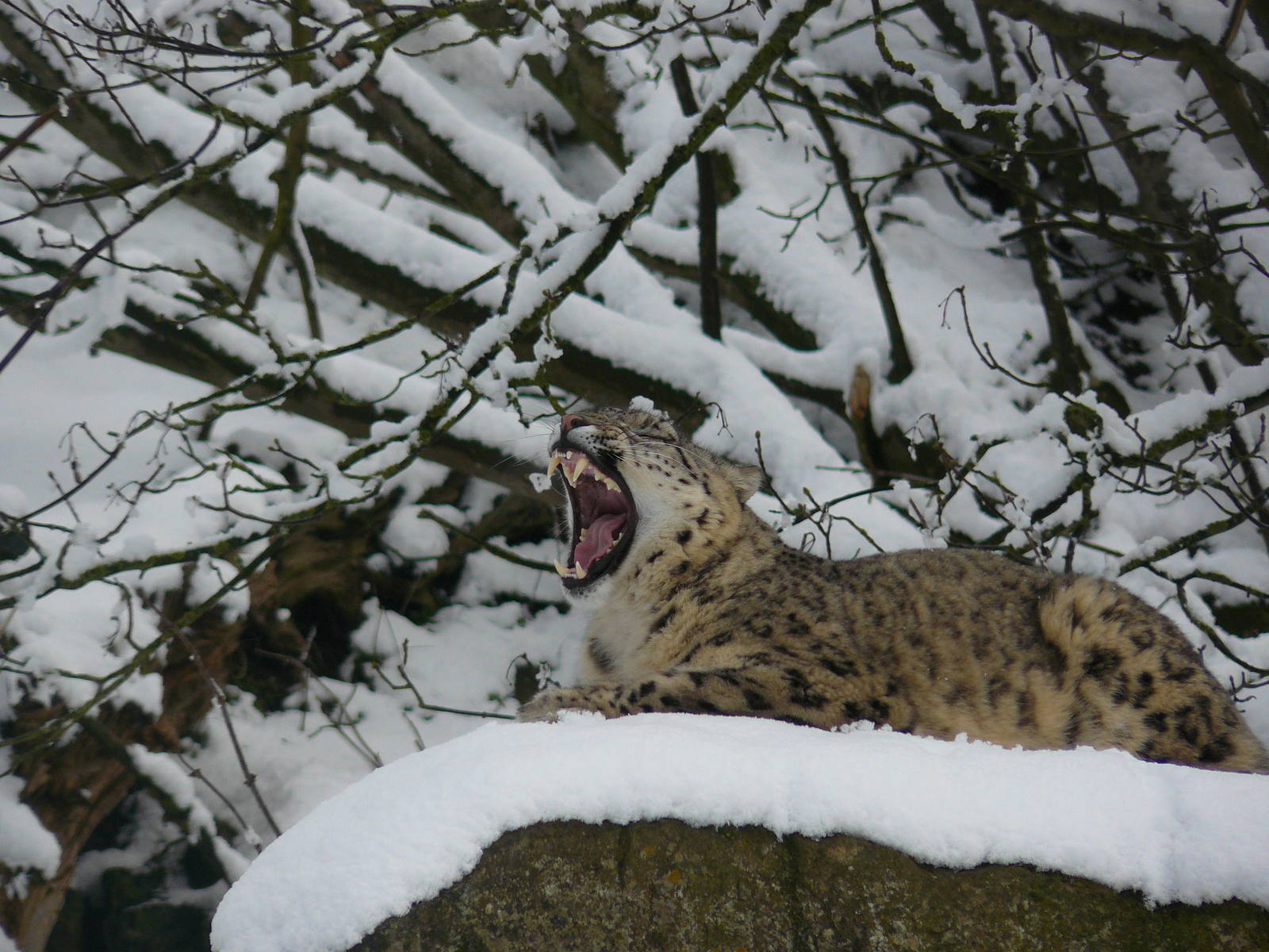 carnivores in the snow
