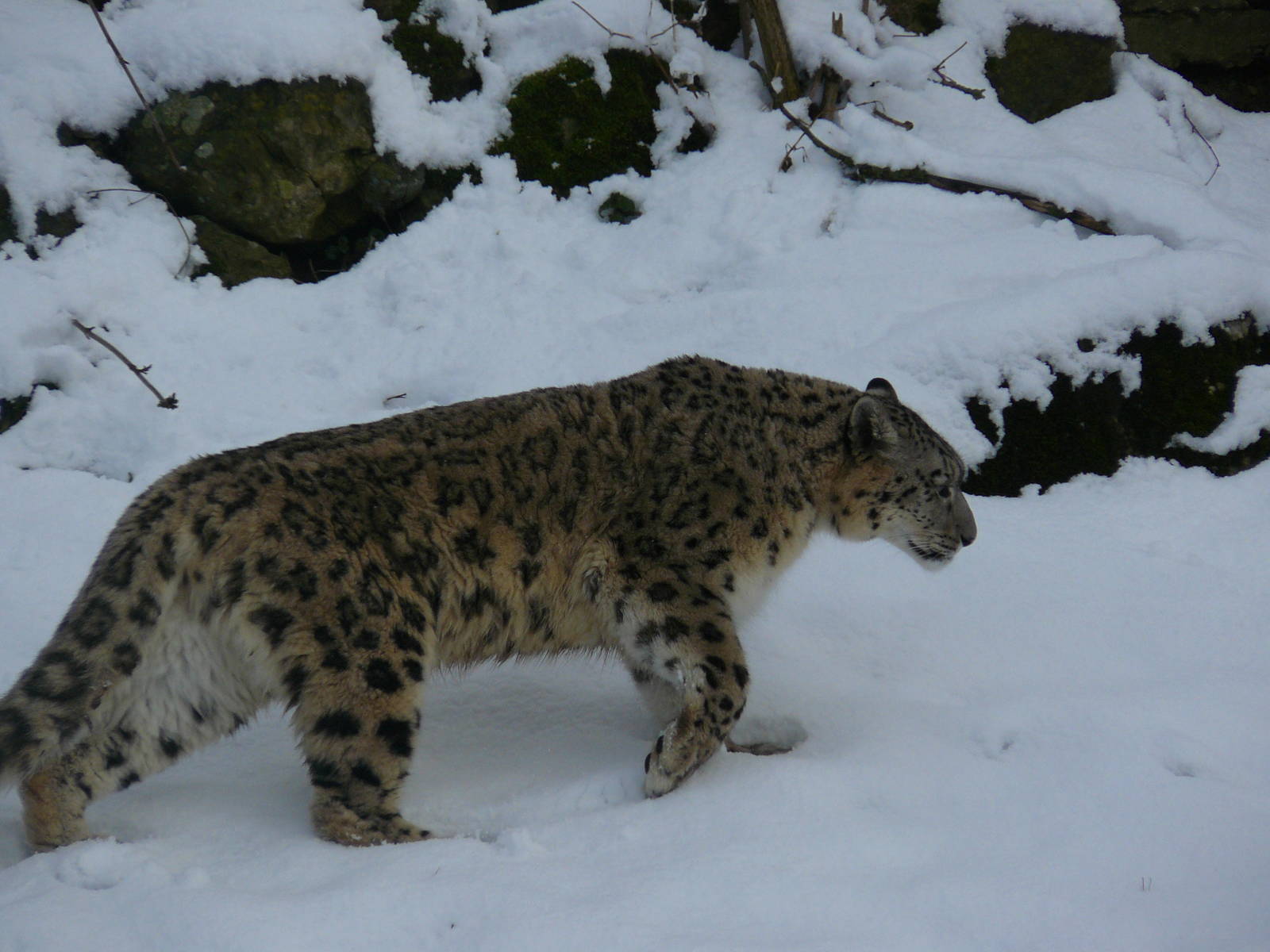 carnivores in the snow