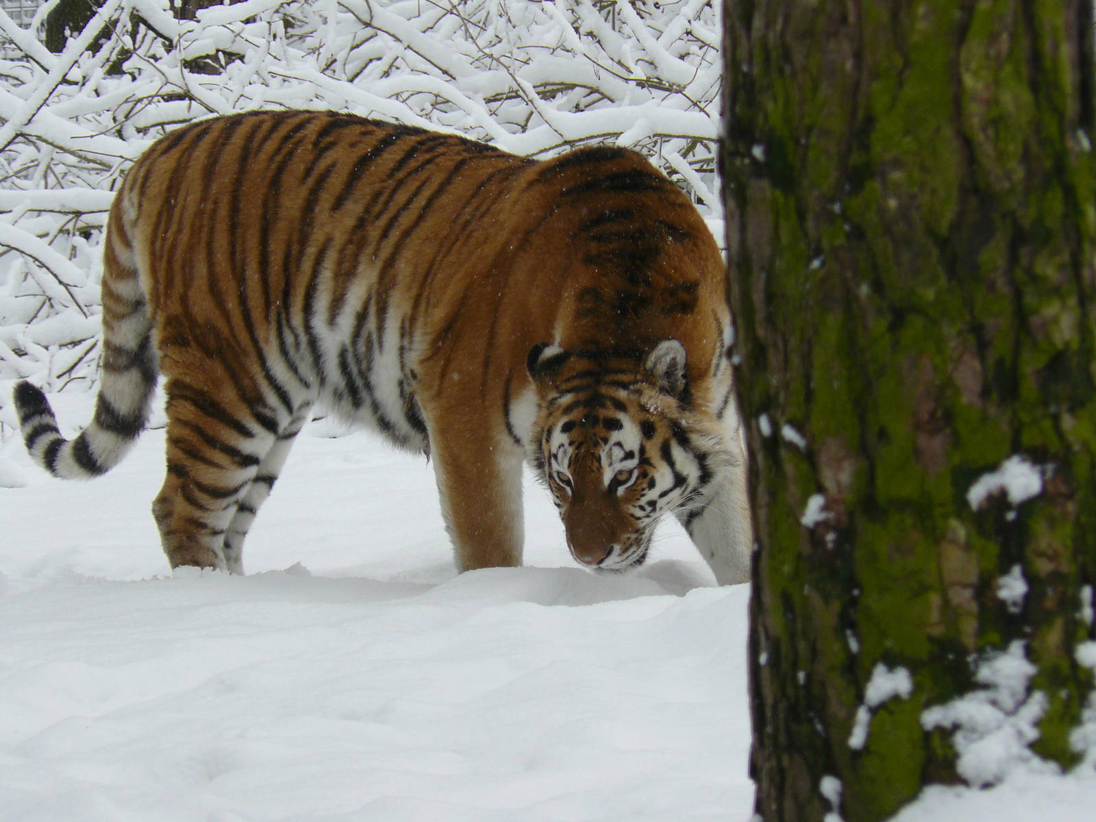 carnivores in the snow