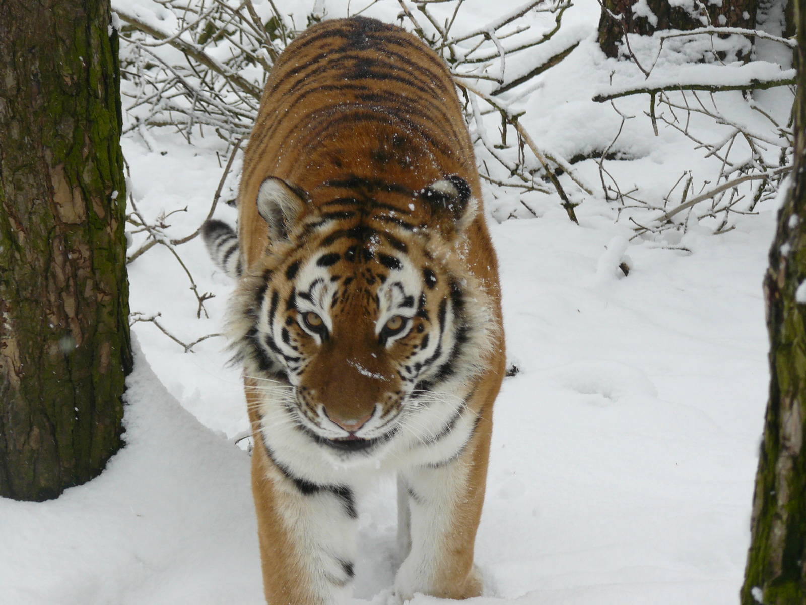 carnivores in the snow