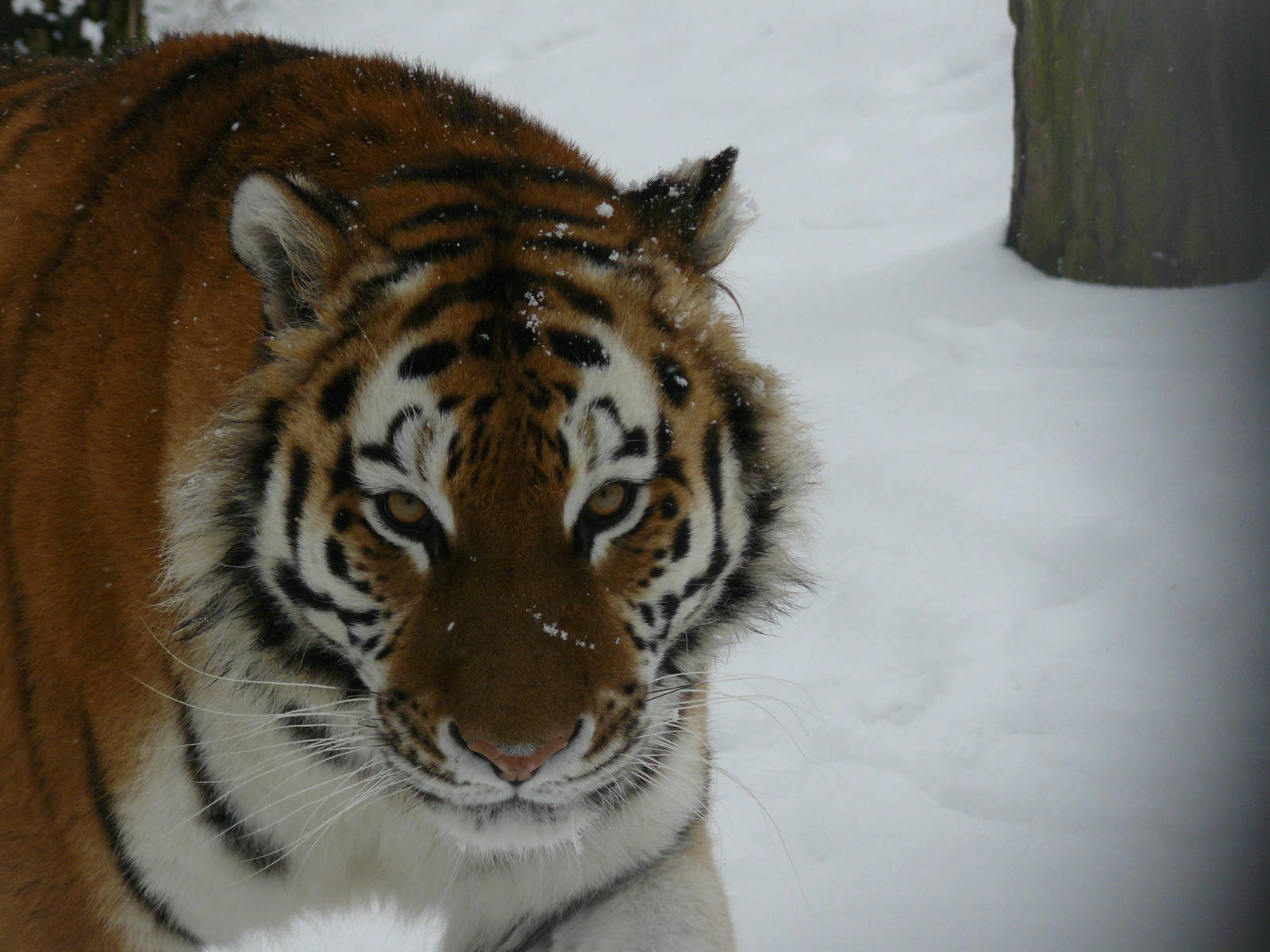 carnivores in the snow