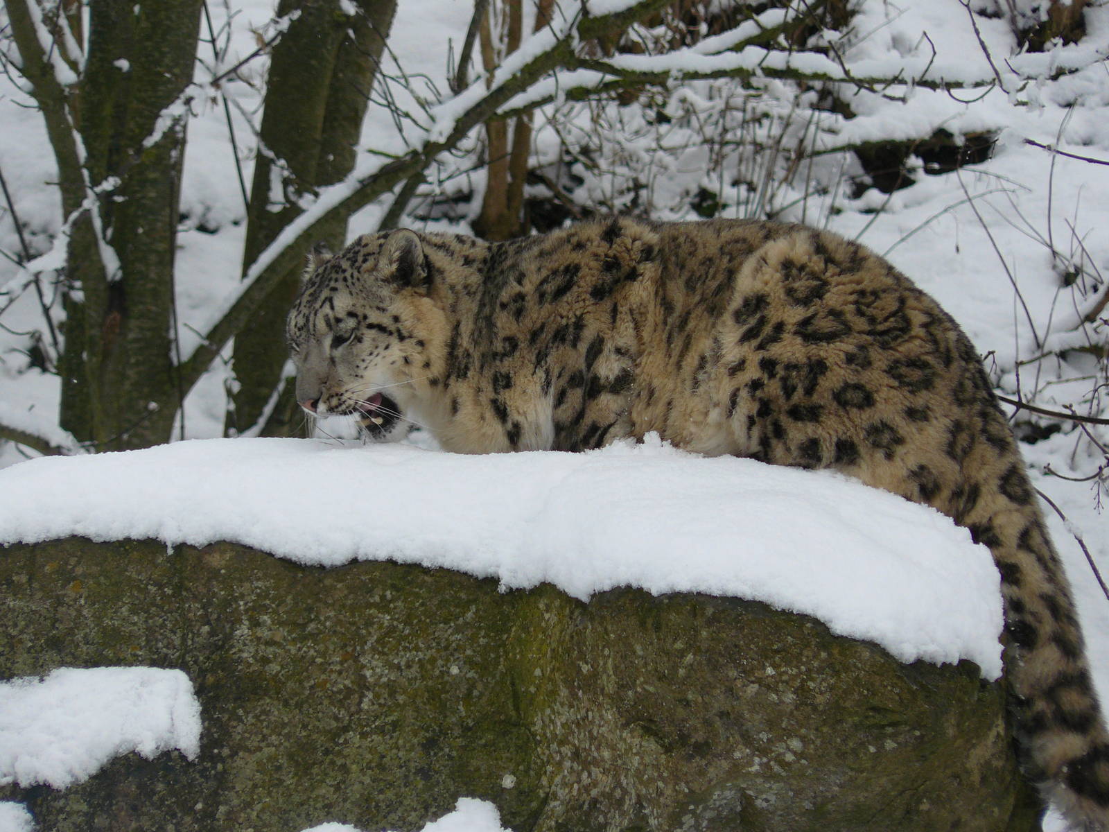 carnivores in the snow