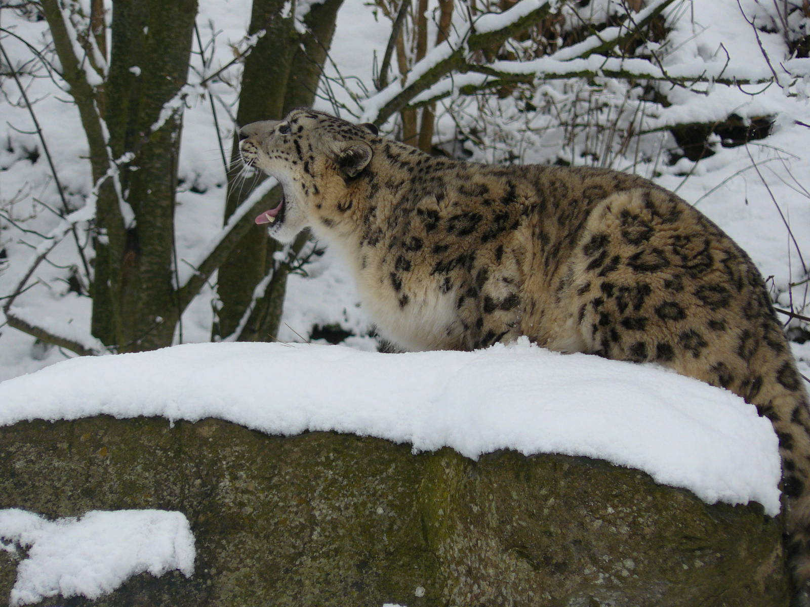 carnivores in the snow