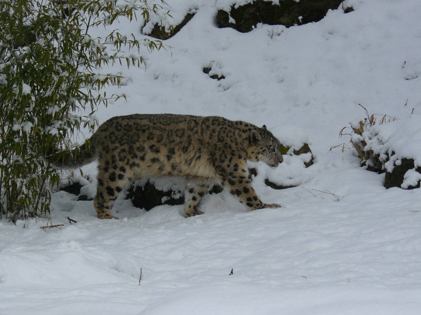 carnivores in the snow