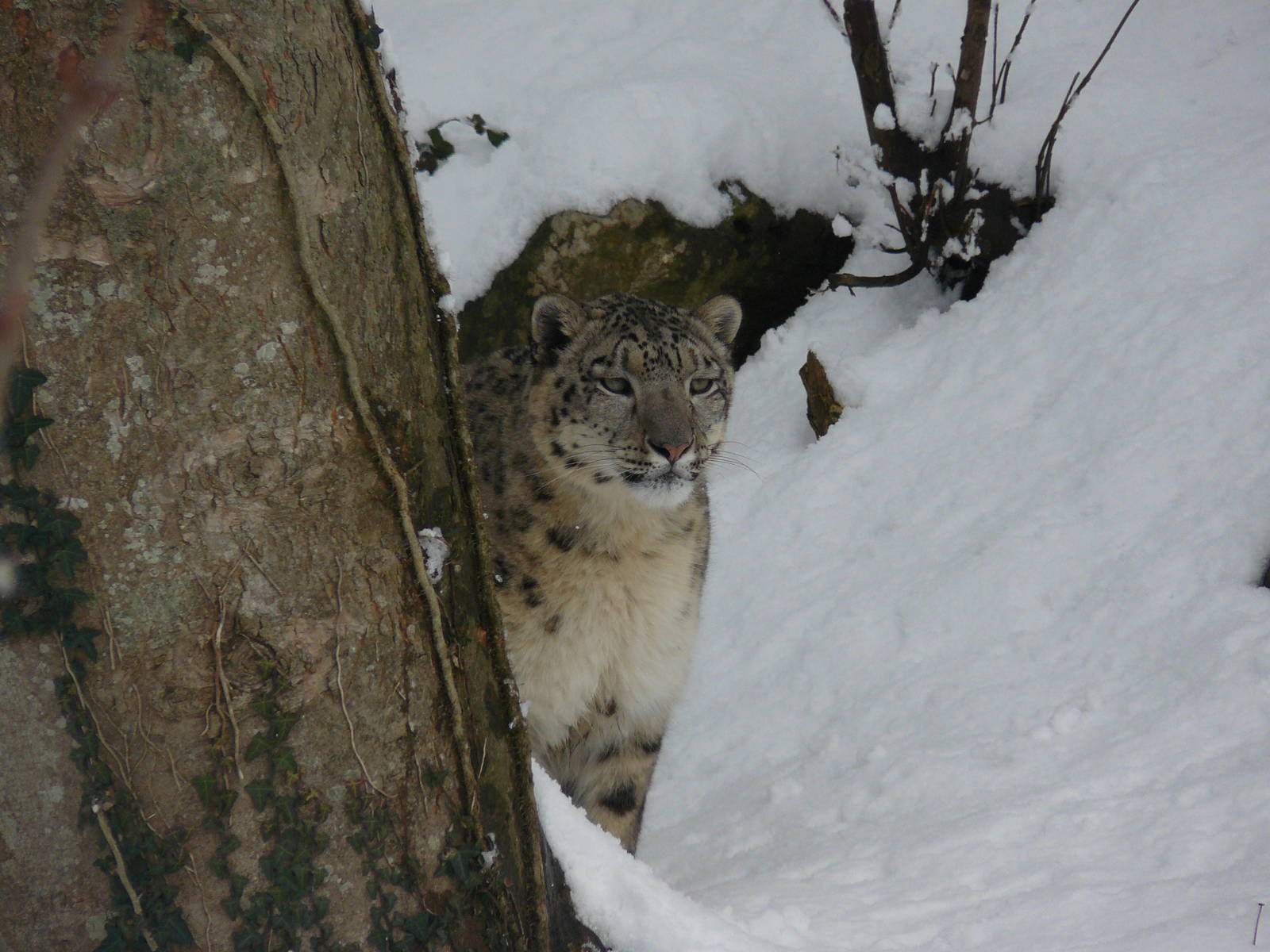 carnivores in the snow