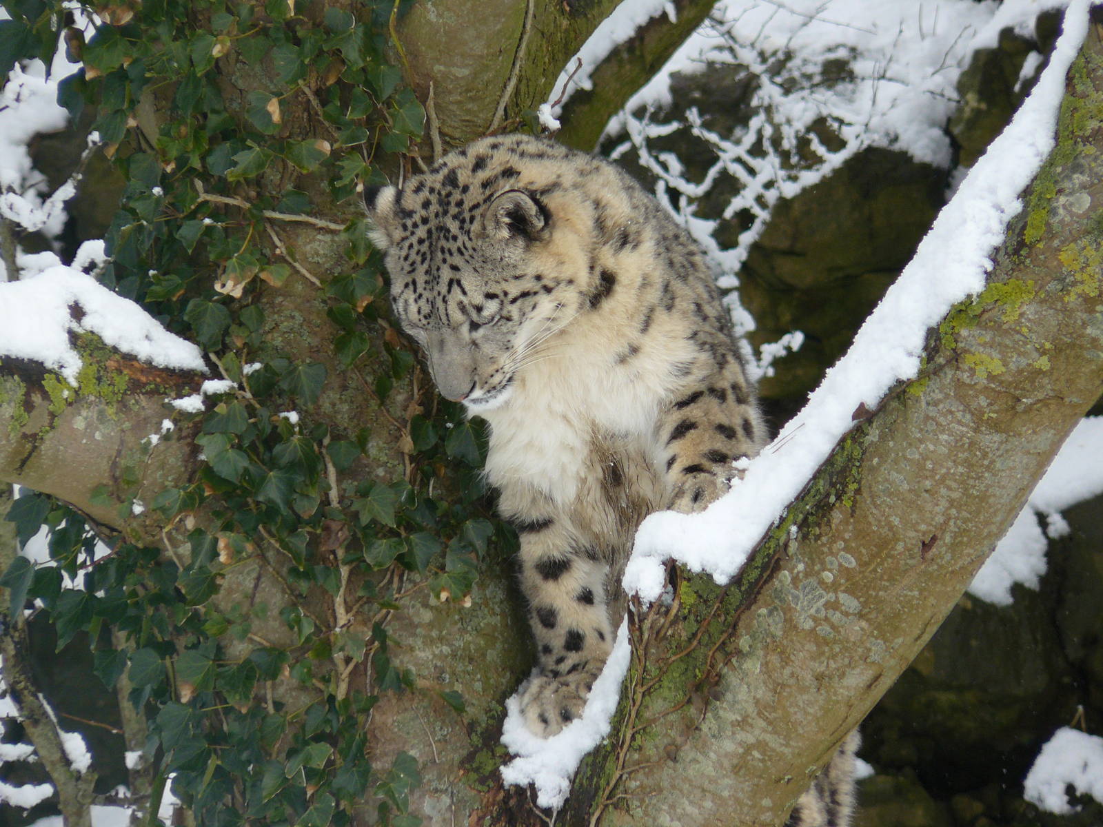 carnivores in the snow
