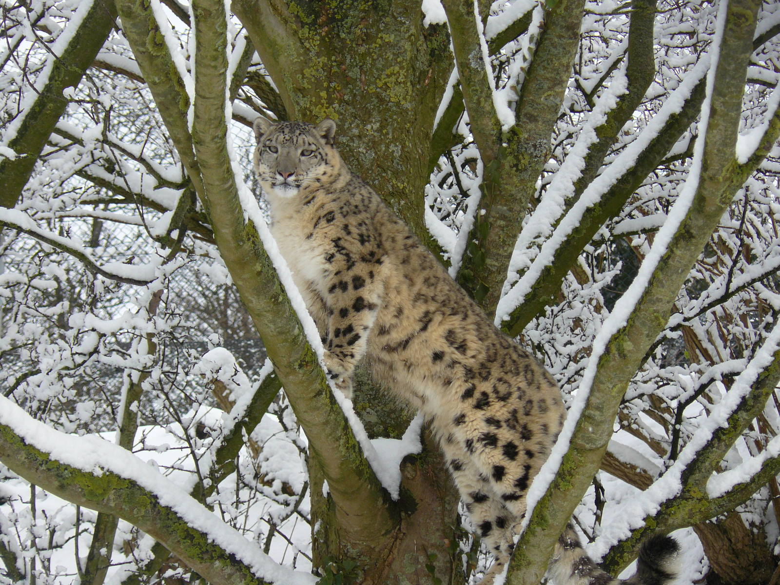 carnivores in the snow