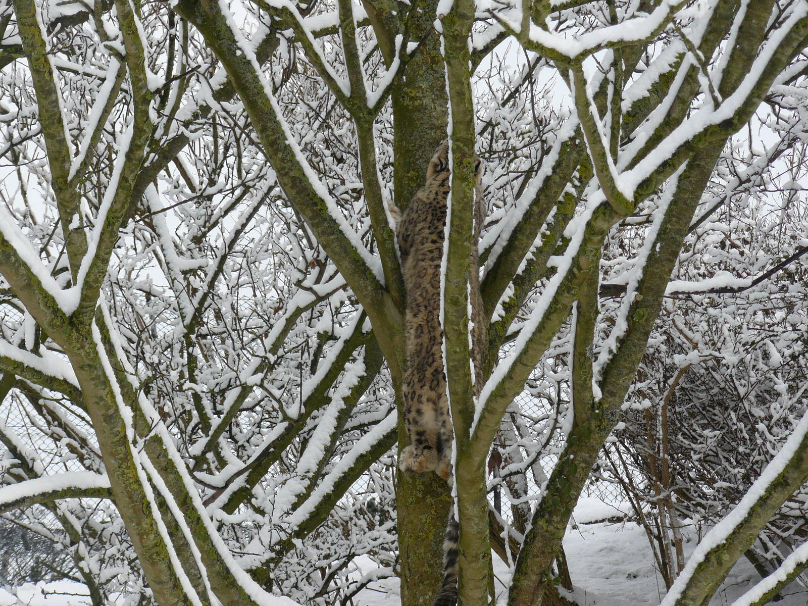 carnivores in the snow