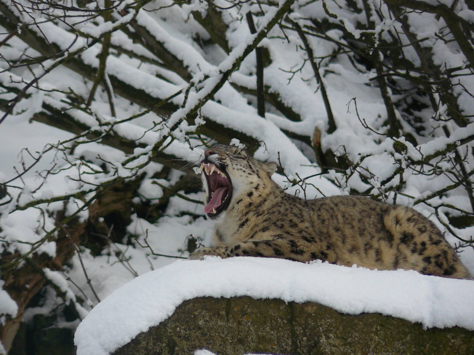 carnivores in the snow