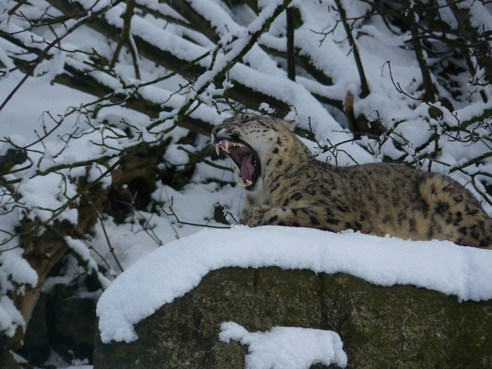 carnivores in the snow