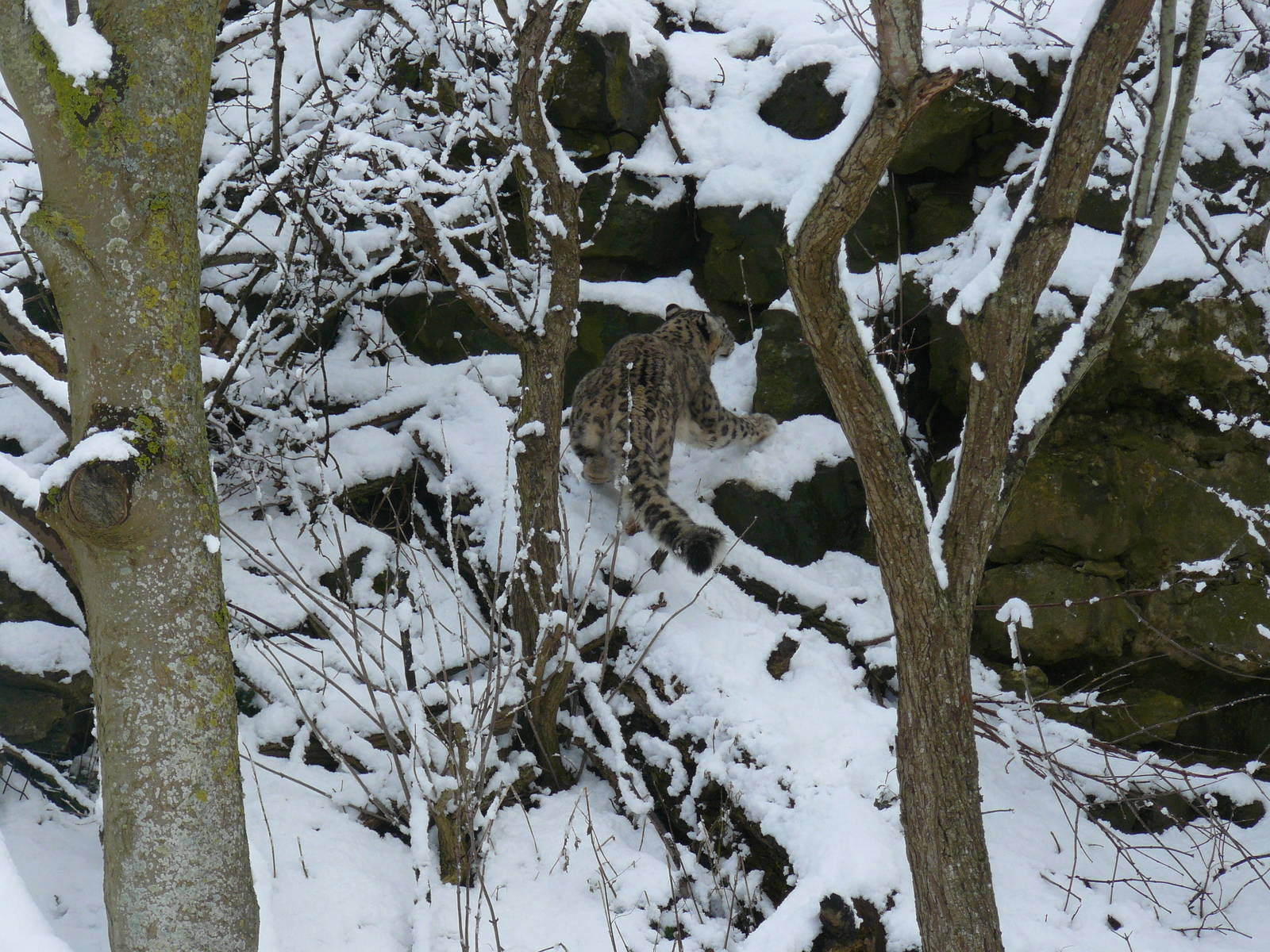 carnivores in the snow