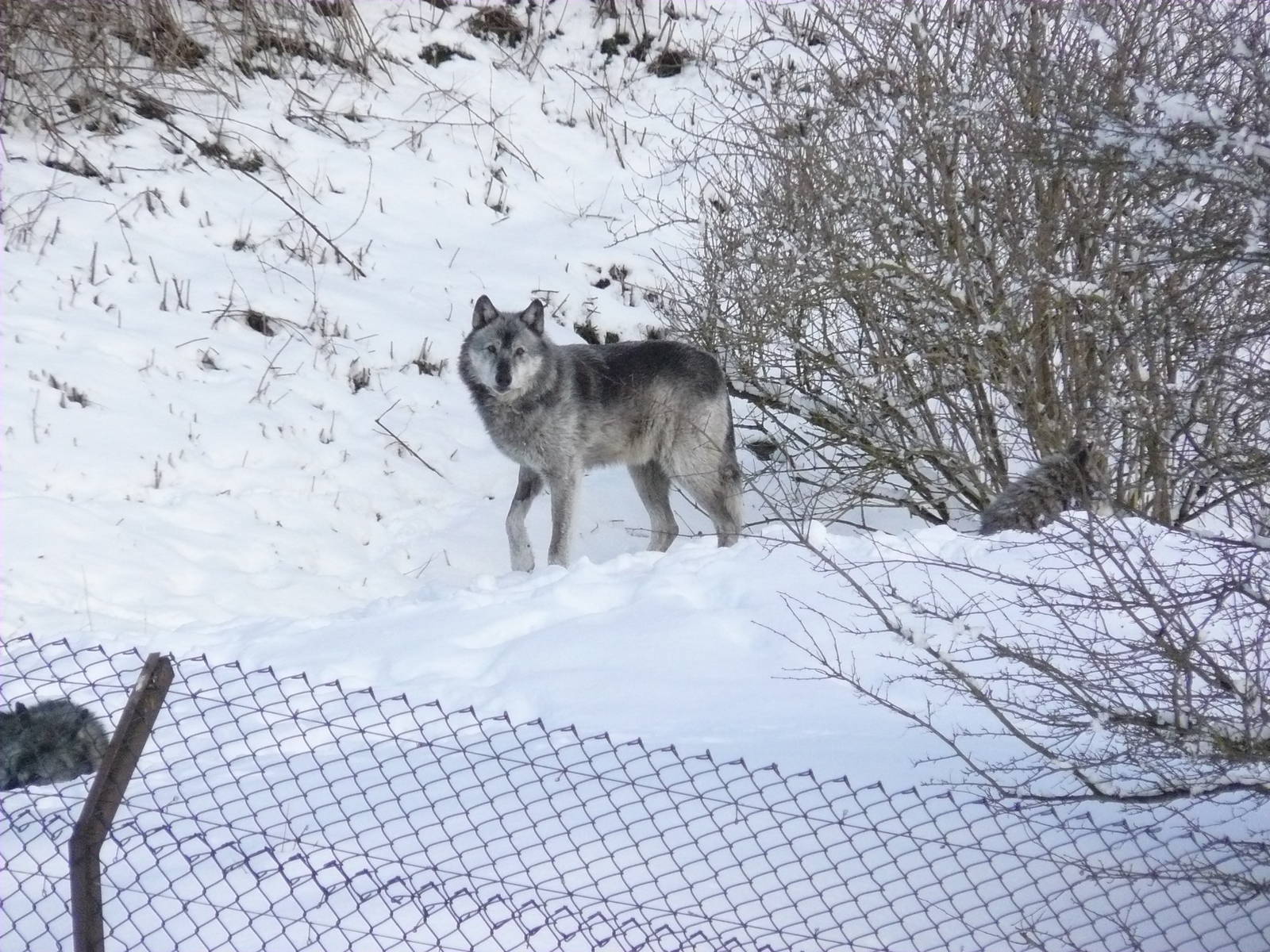 carnivores in the snow