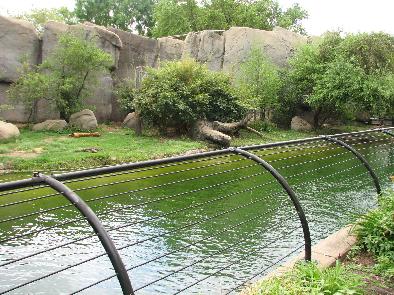 Carnivores - Malayan Tiger Exhibit
