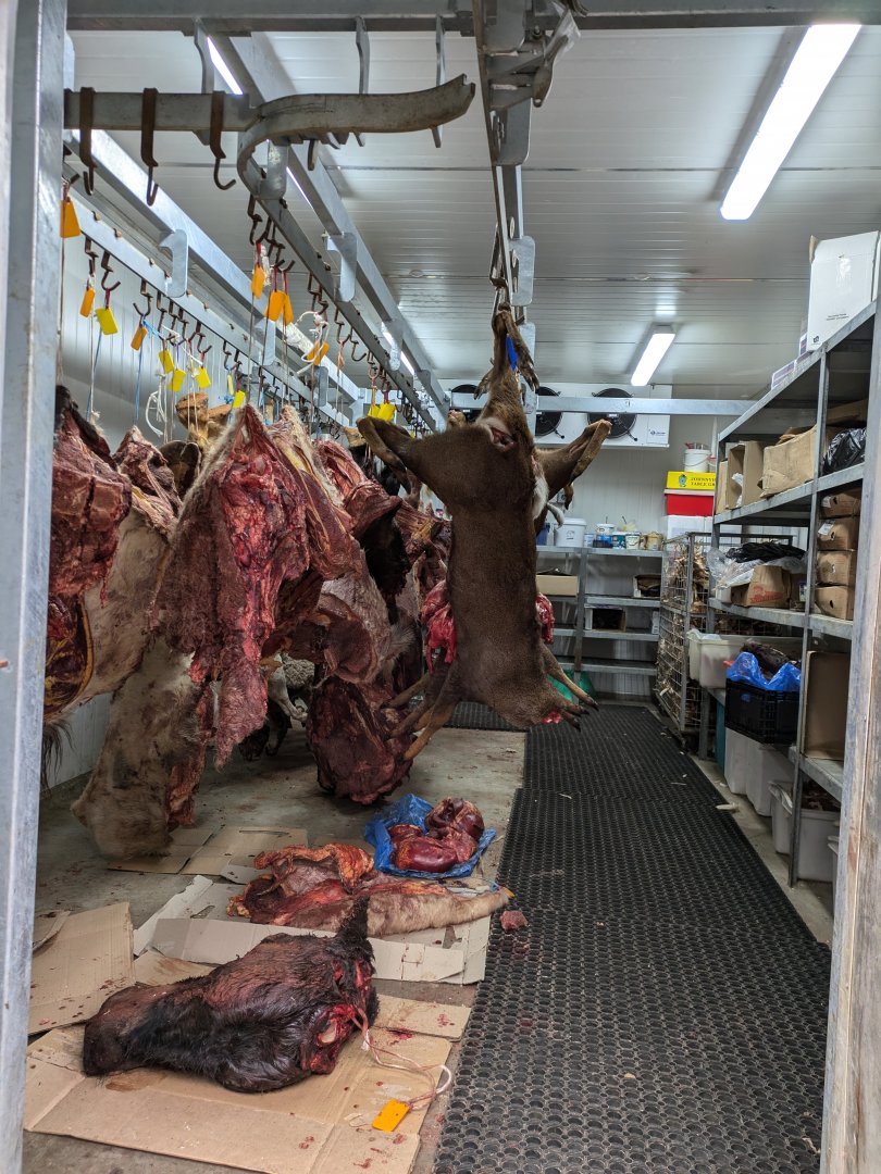 Carnivores Meat Coolroom, 20/7/24