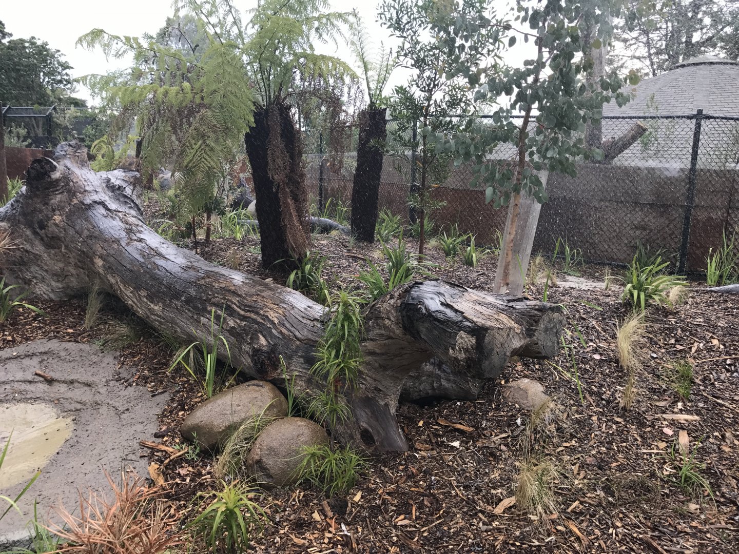 Carnivores - Second Tassie Devil enclosure