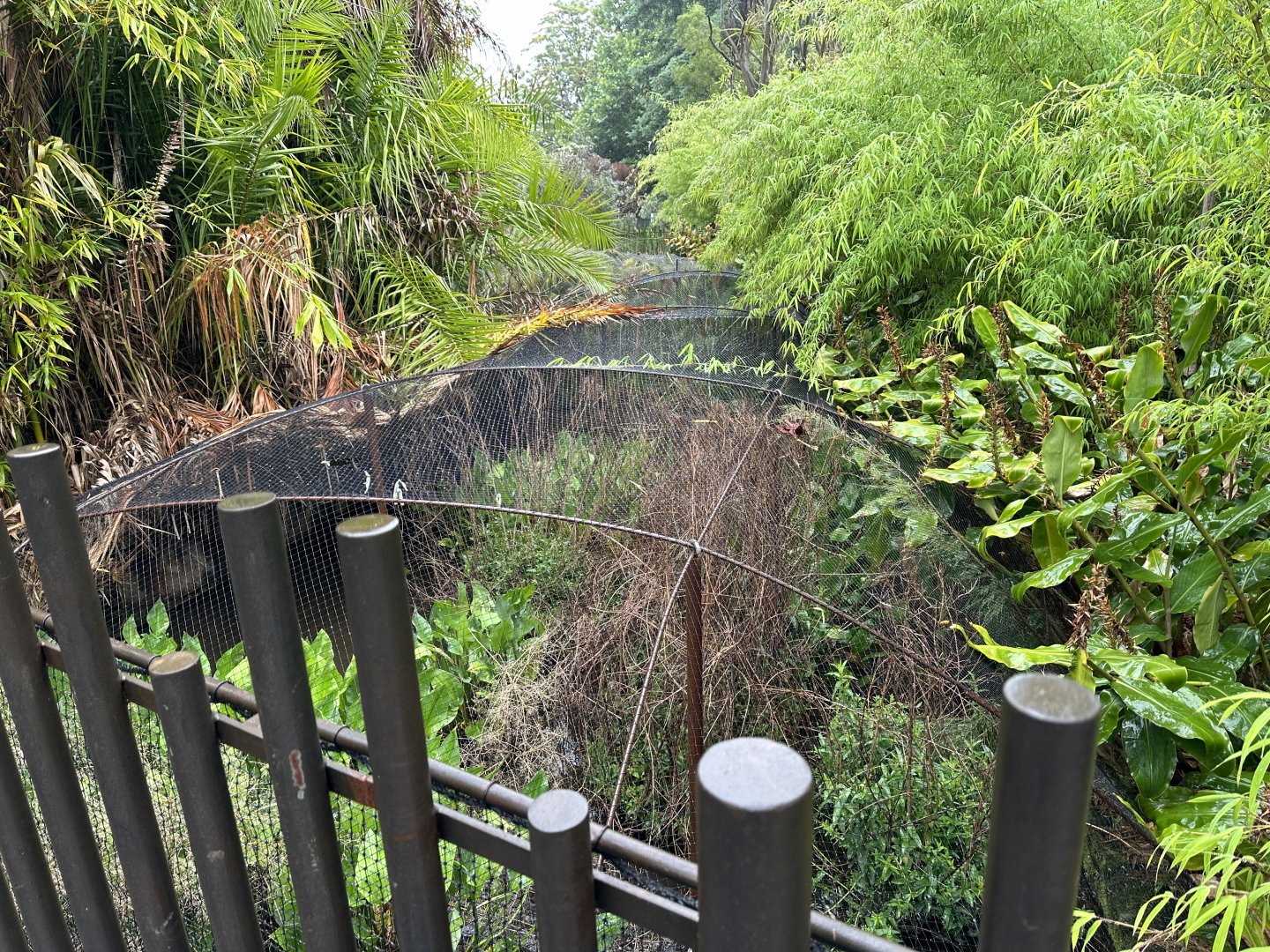 Carnivores Trail Plantation