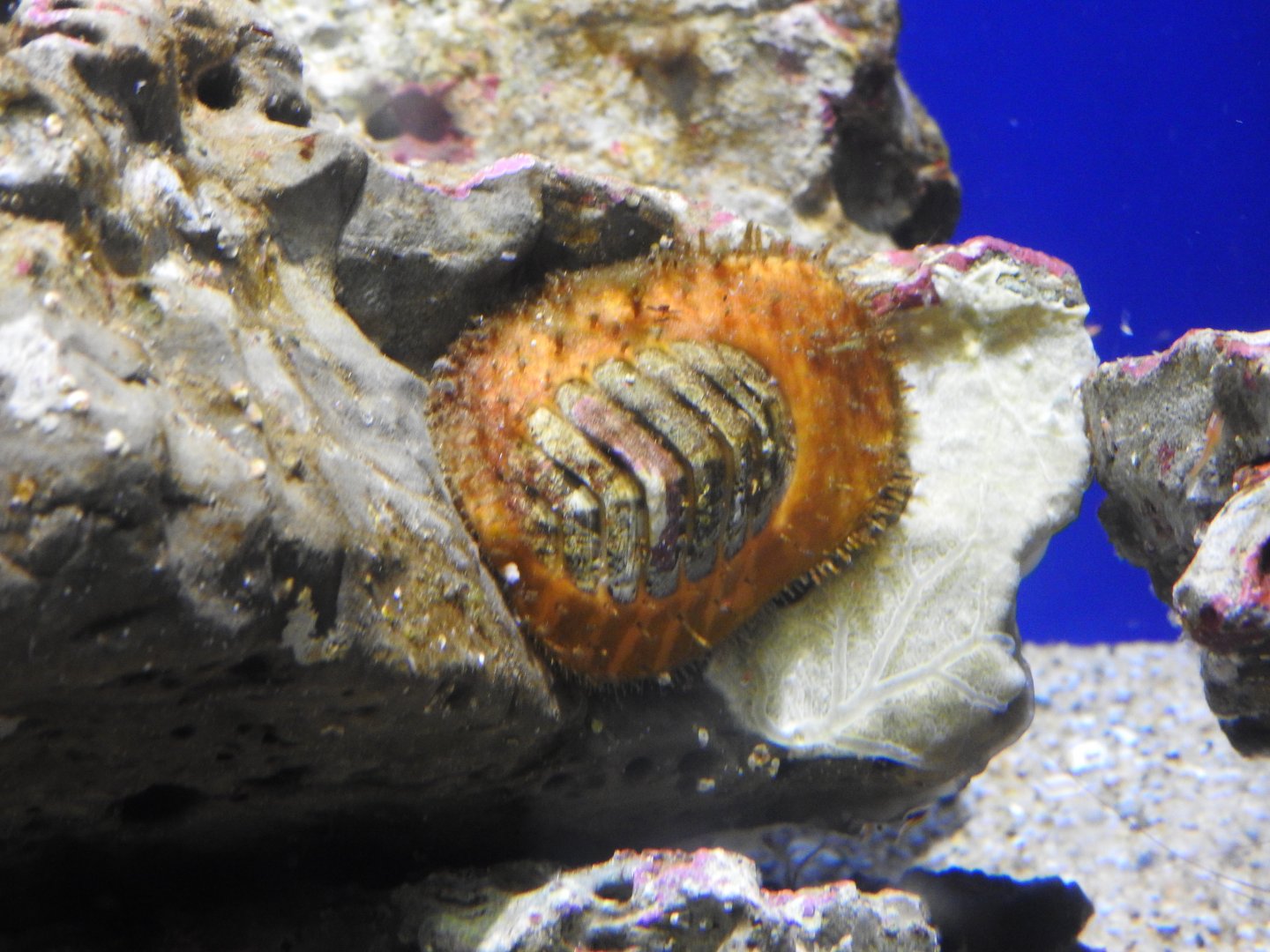 Carnivorous Chiton