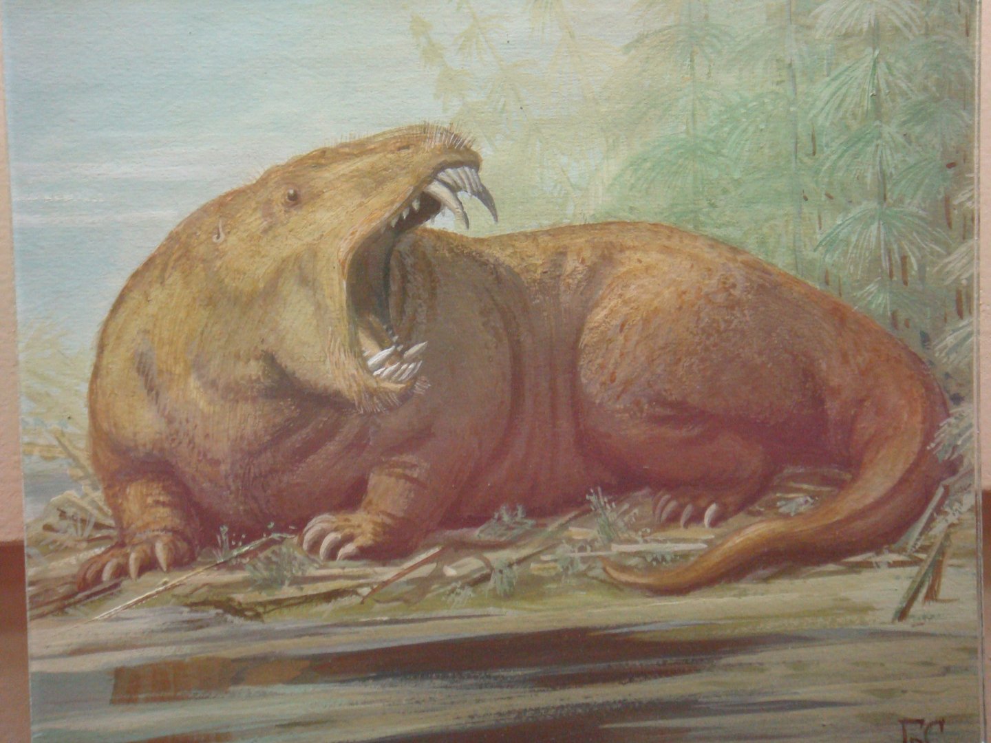 Carnivorous dinocephalian reconstruction