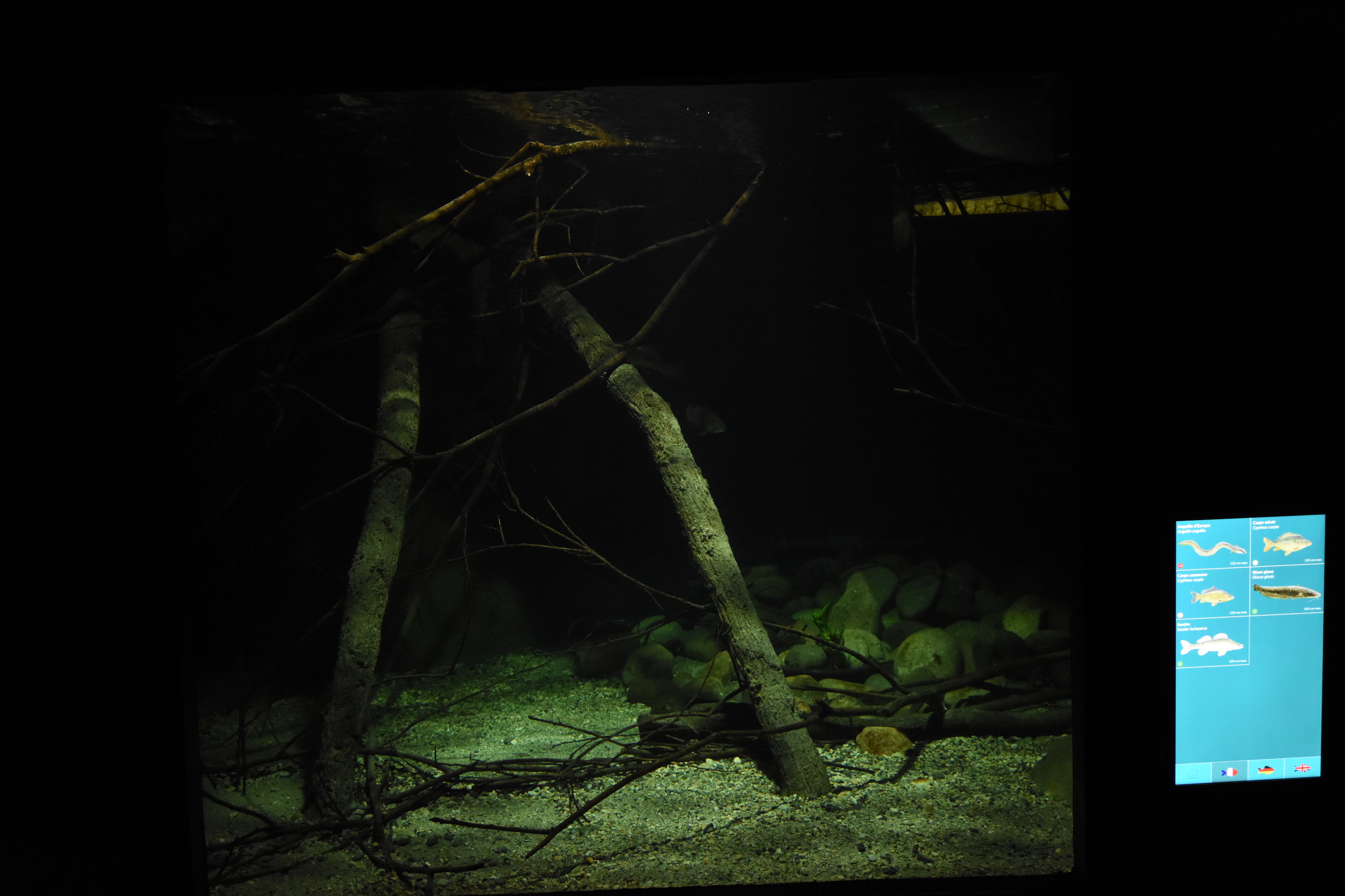 Carnivorous fish aquarium