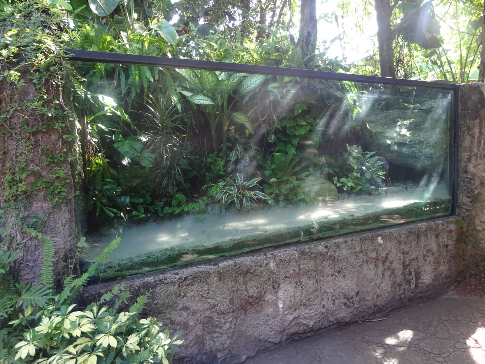 Carnivorous Plant Exhibit at Busch Gardens Tampa