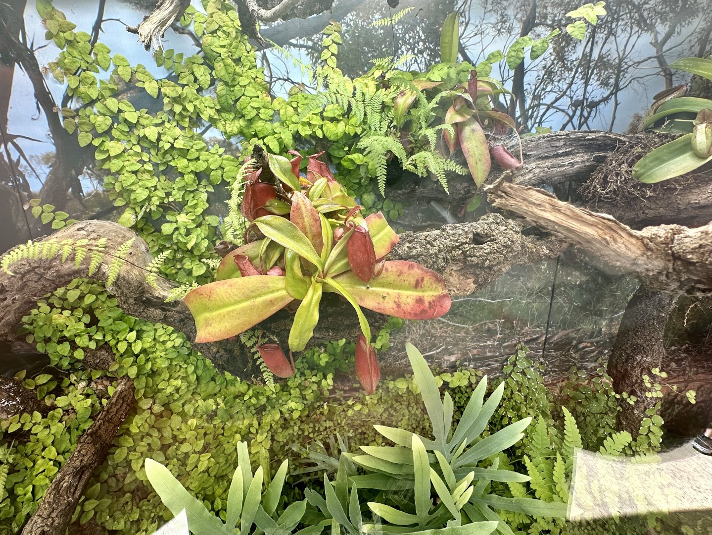 Carnivorous Plant Exhibit