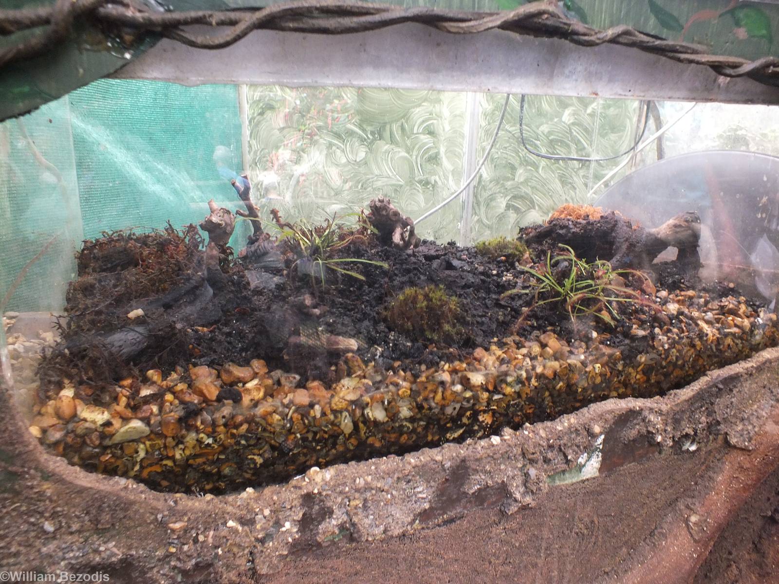 Carnivorous Plants Display