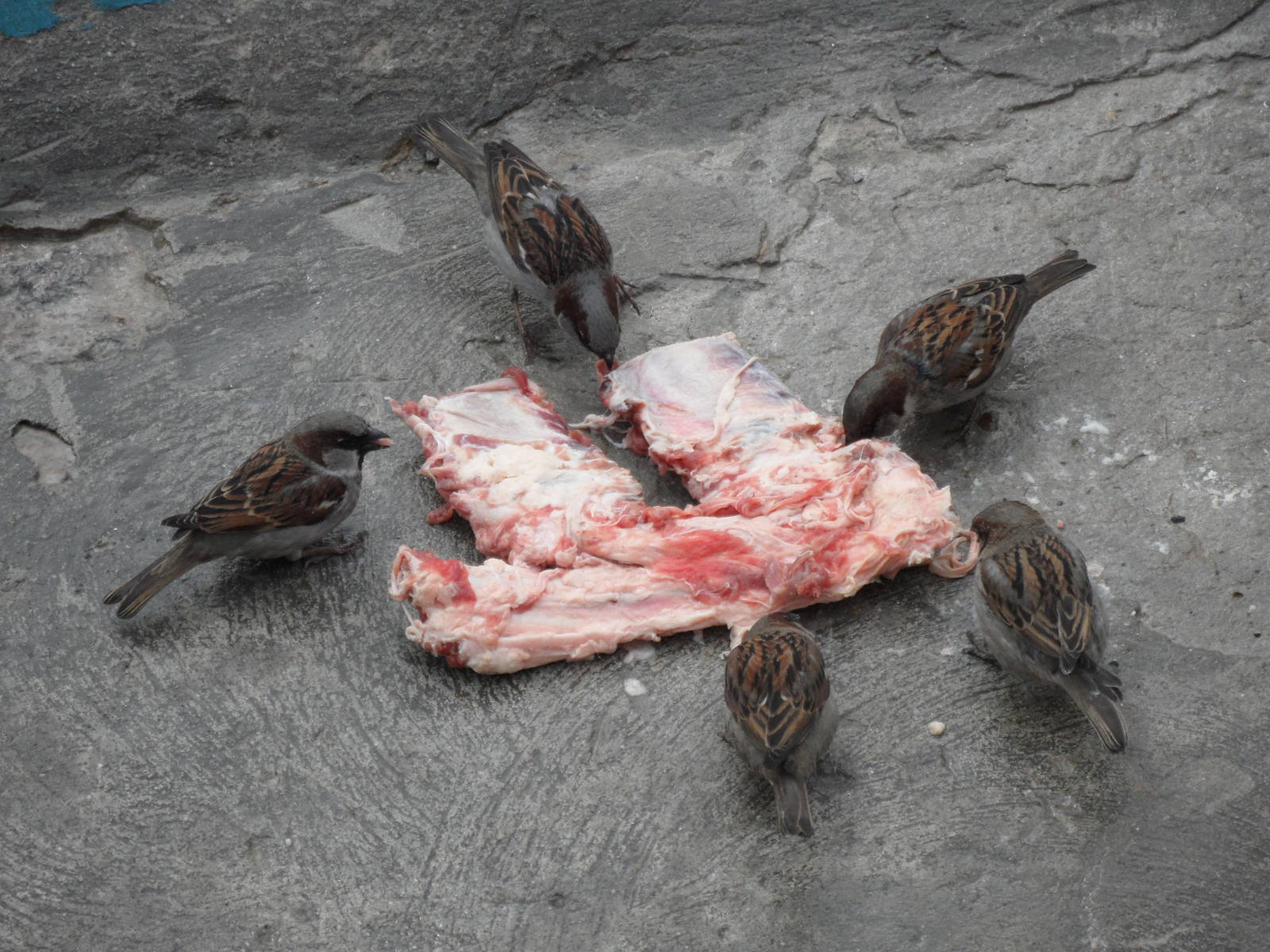 Carnivorous sparrows