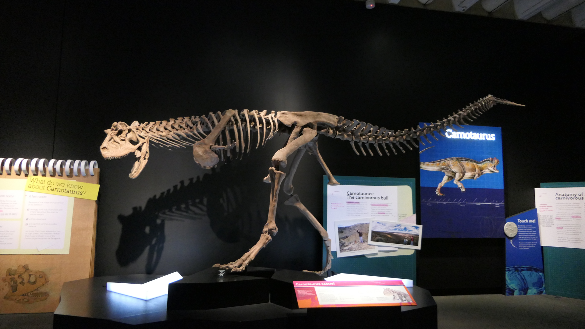 Carnotaurus sastrei - Dinosaurs of Patagonia