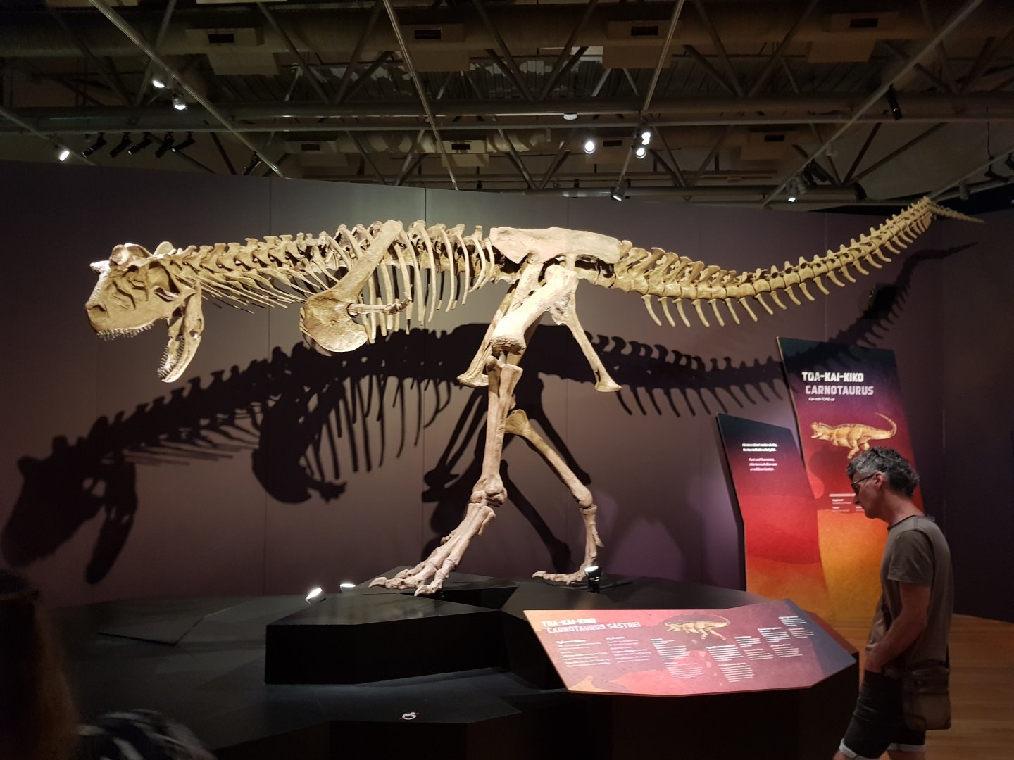 Carnotaurus sastrei-Ngā Taniwha o Rūpapa | Dinosaurs of Patagonia, Te Papa