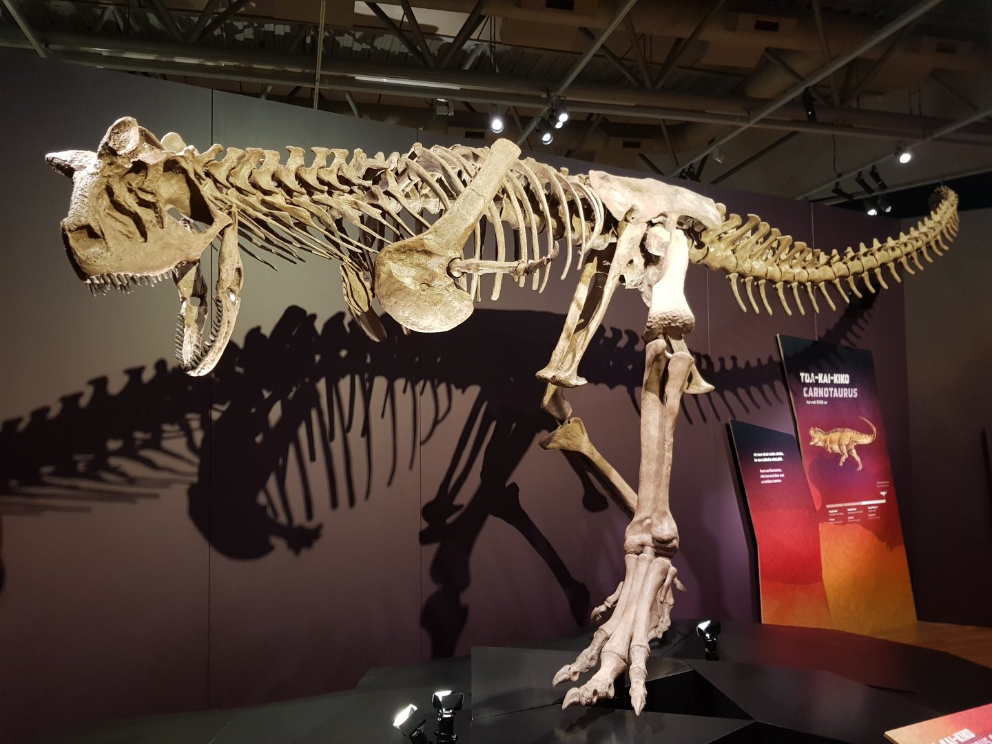 Carnotaurus sastrei-Ngā Taniwha o Rūpapa | Dinosaurs of Patagonia, Te Papa