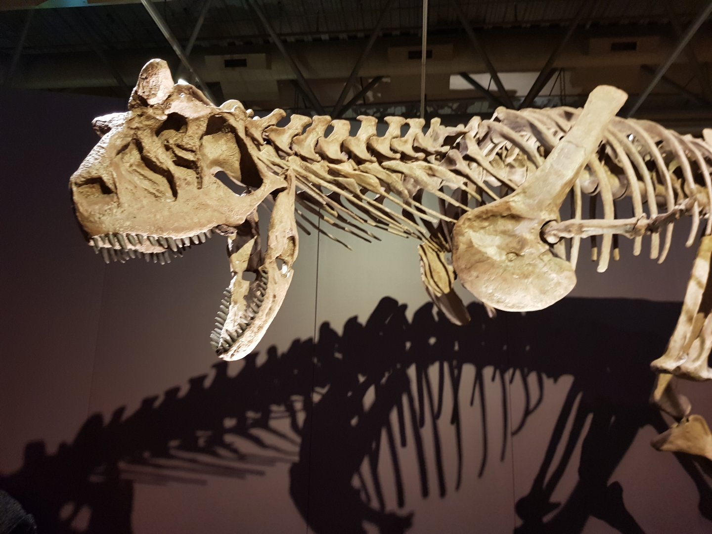 Carnotaurus sastrei-Ngā Taniwha o Rūpapa | Dinosaurs of Patagonia, Te Papa