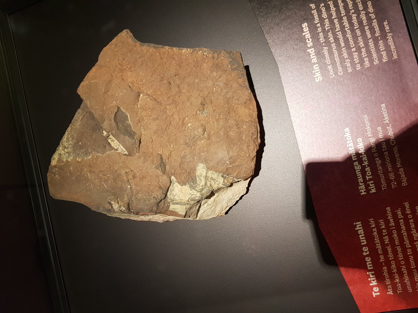 Carnotaurus sastrei (Skin Impressions)-Ngā Taniwha o Rūpapa | Dinosaurs of Patagonia, Te Papa