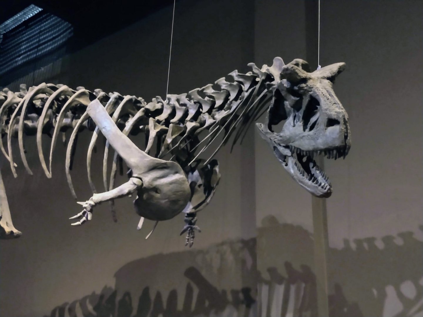 Carnotaurus skeleton - PUC Mina's Natural Science Museum