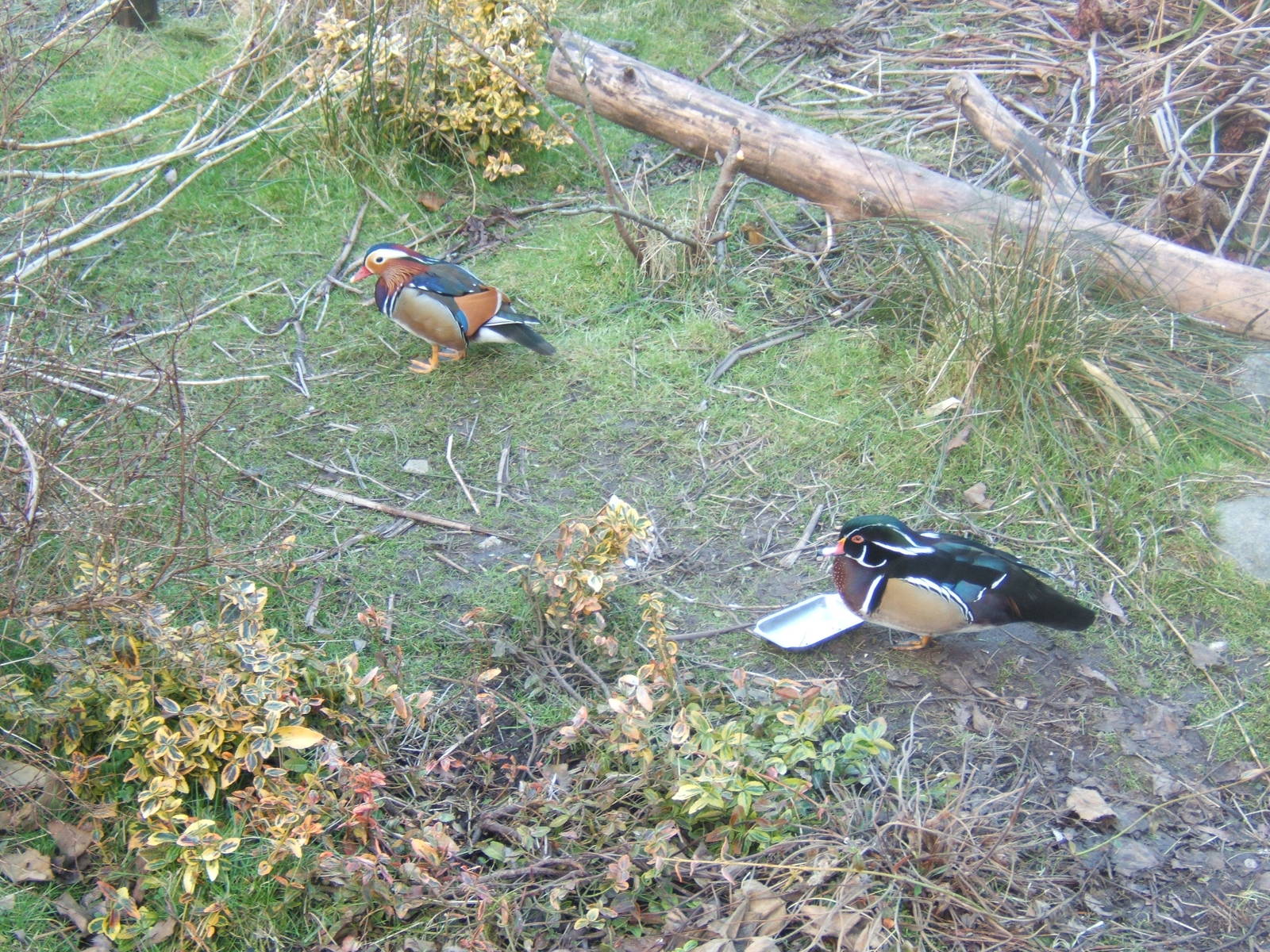 Carolina and Mandarin Wood Ducks