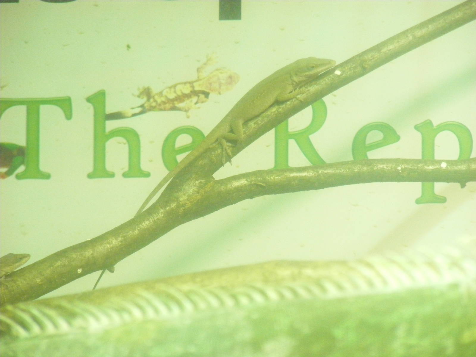 Carolina anole at Noah's Ark Zoo Farm, 5 March 2011