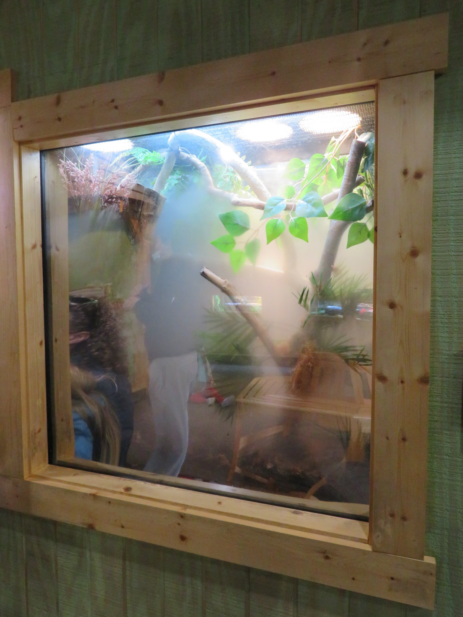 Carolina Anole Exhibit