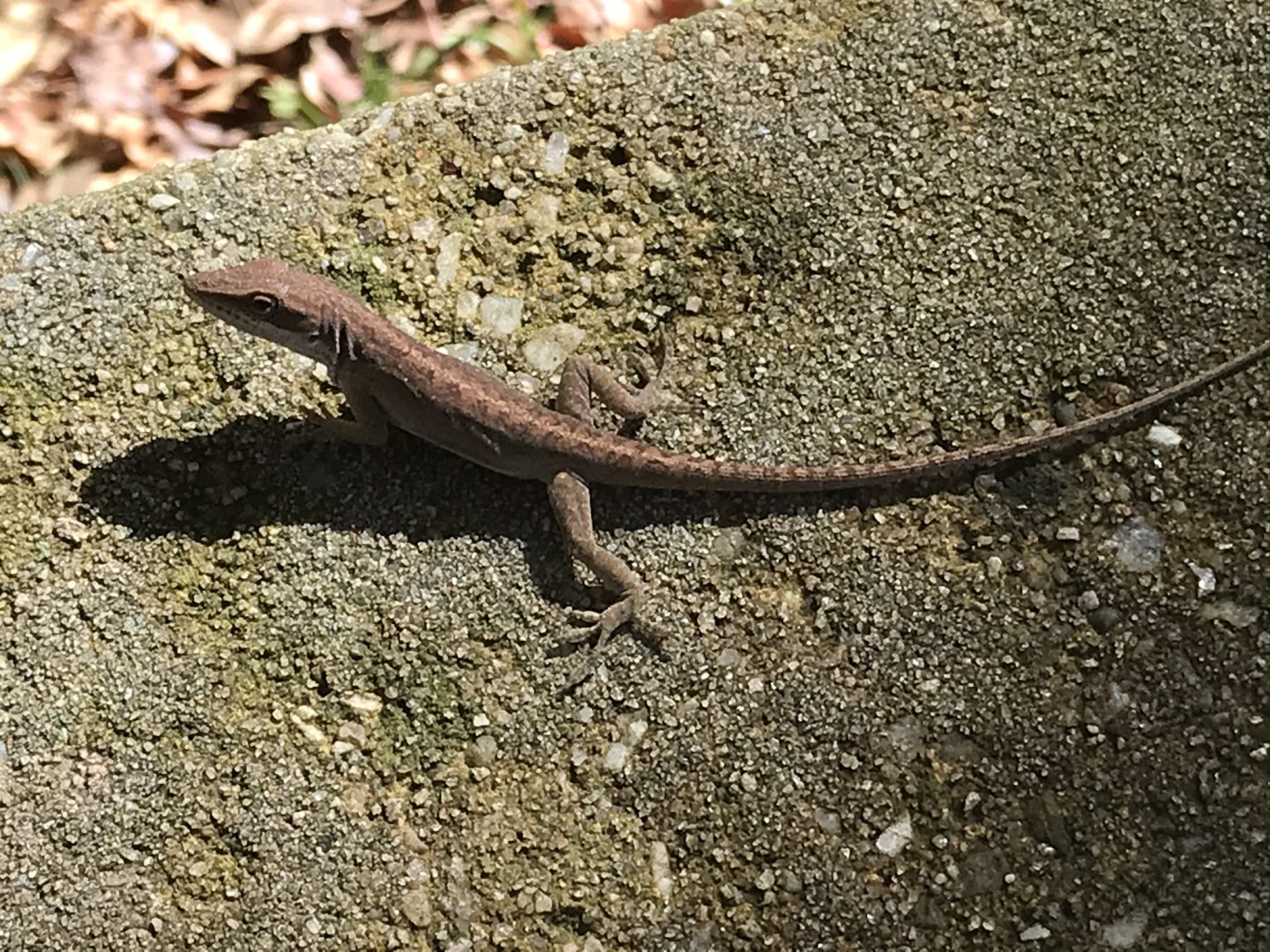 Carolina anole in North Carolina
