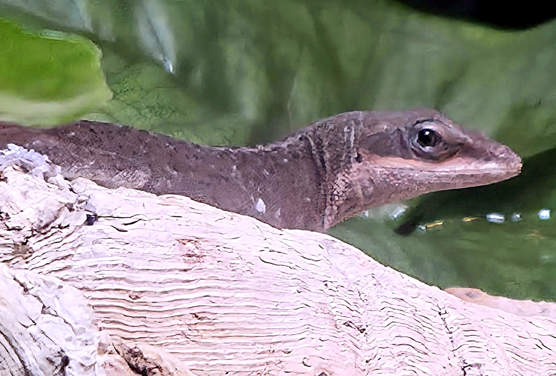 Carolina Anole - Western North Carolina Nature Center