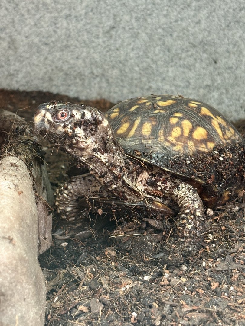 Carolina Box Turtle