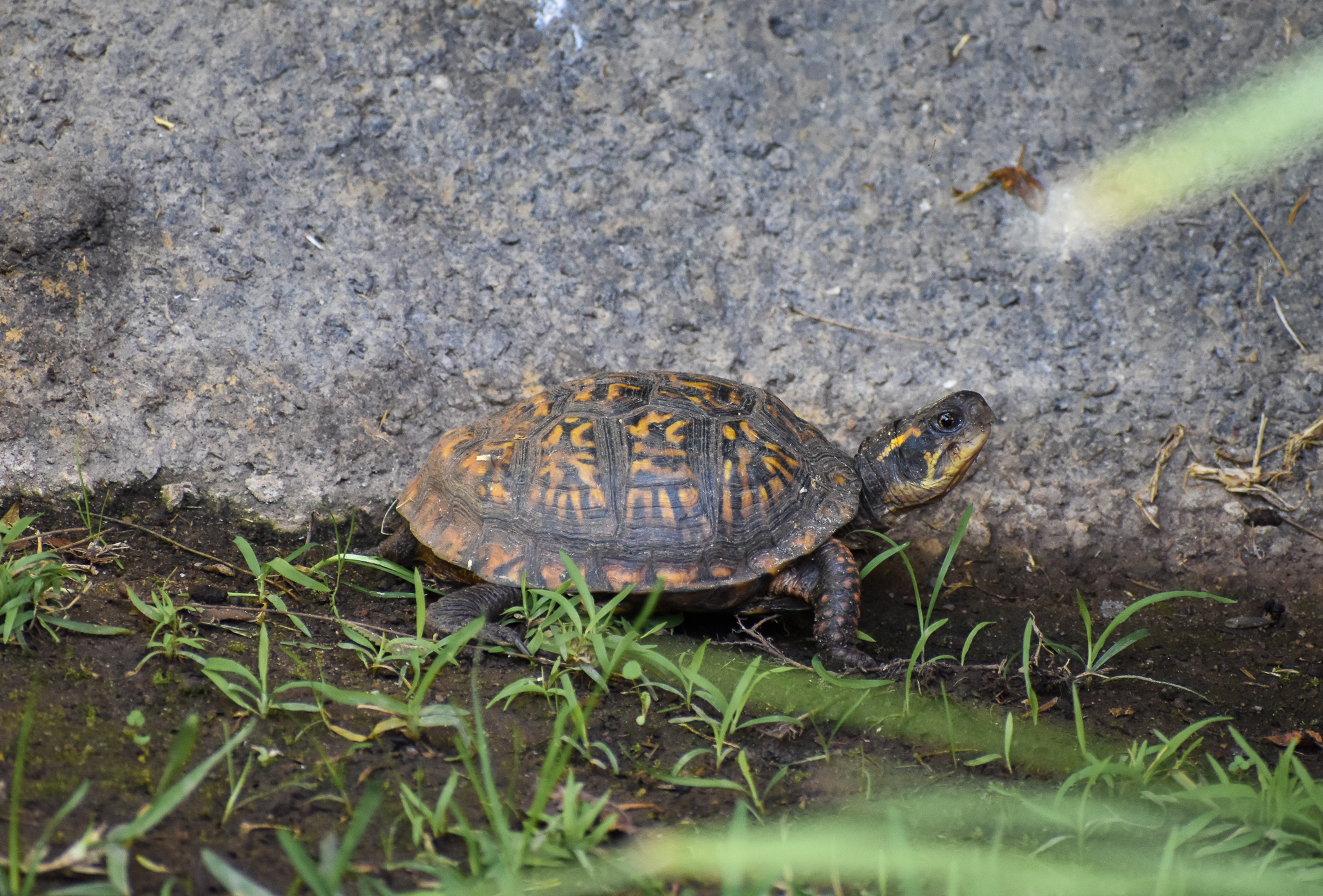 Carolina Box Turtle