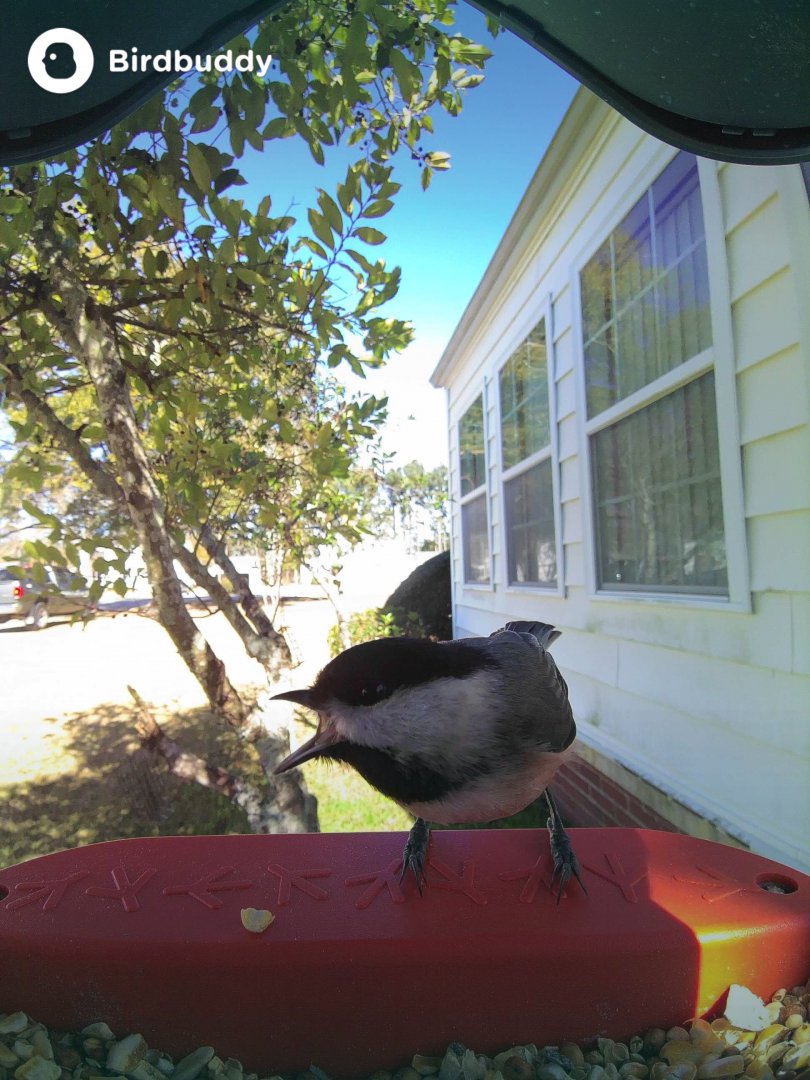 Carolina Chickadee (Poecile carolinensis)