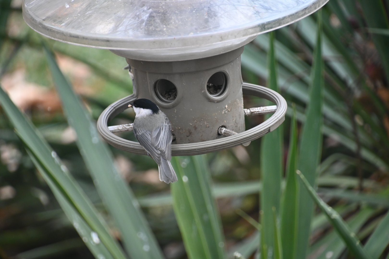 Carolina chickadee (Poecile carolinensis)