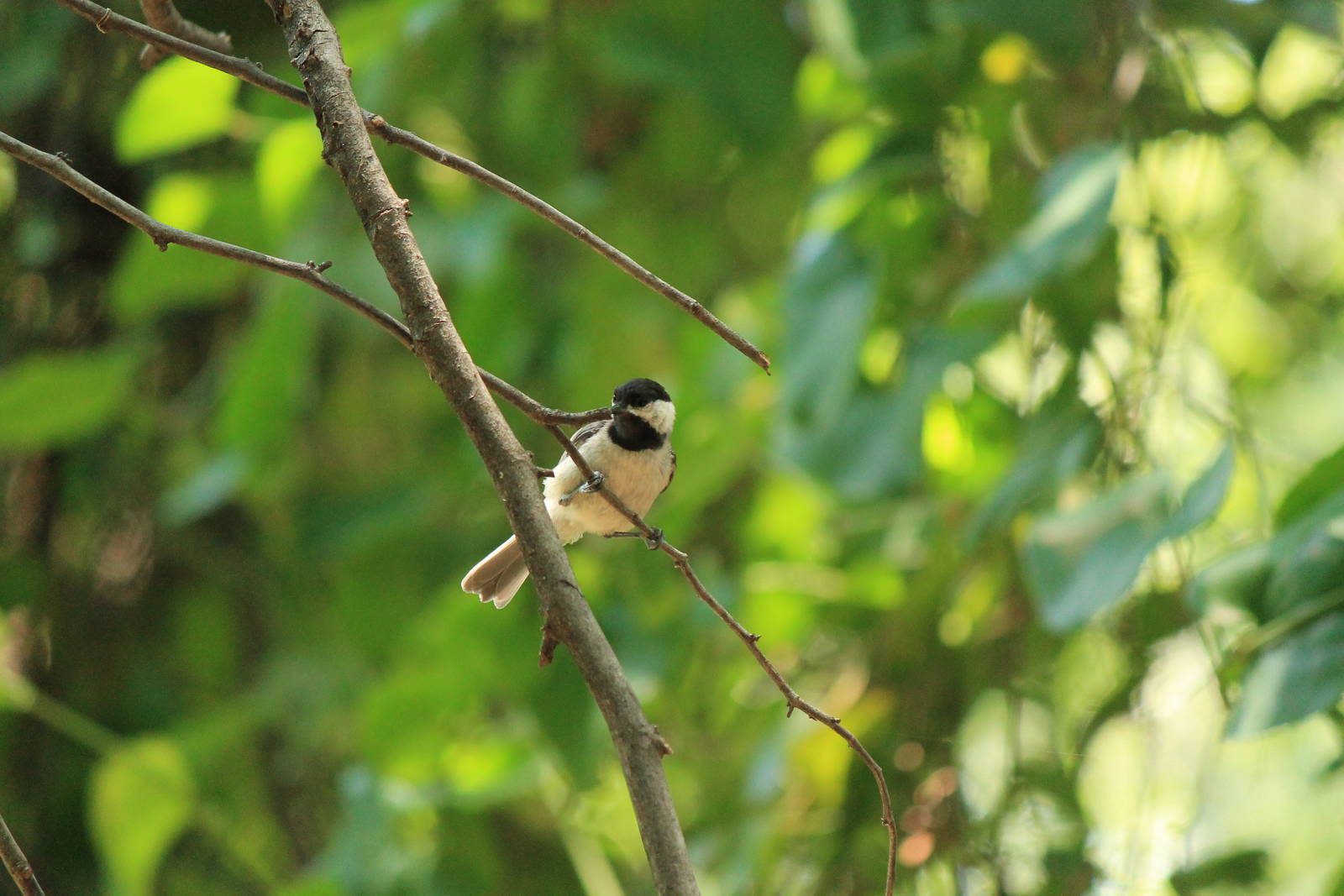 Carolina Chickadee