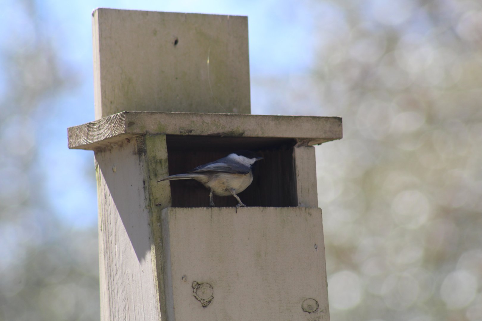 Carolina Chickadee