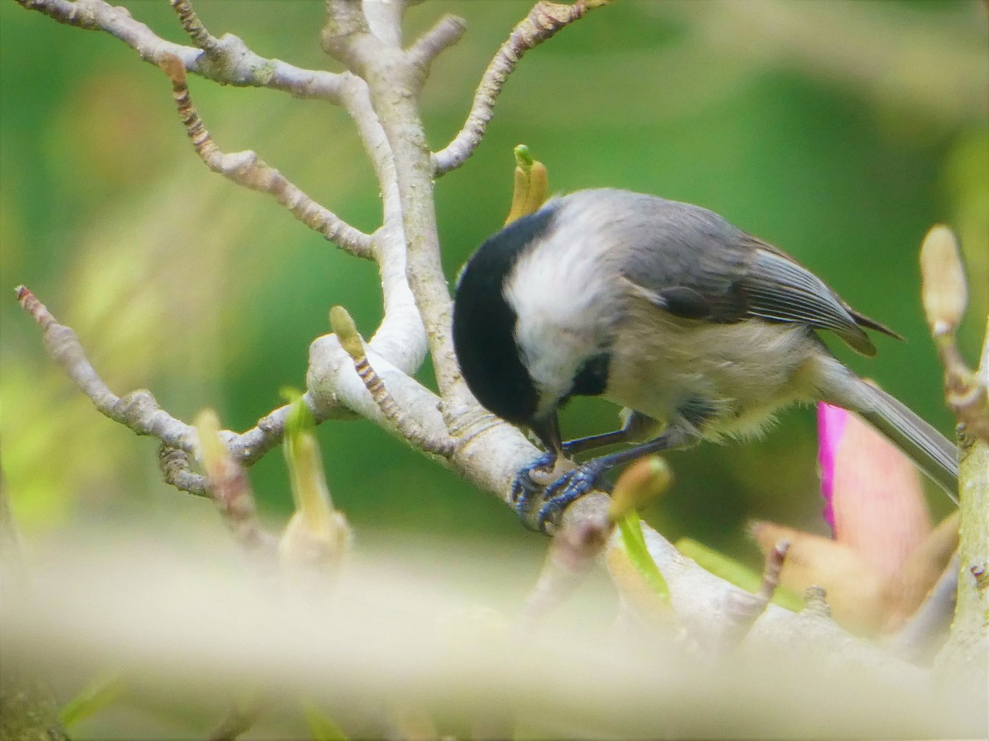 Carolina Chickadee