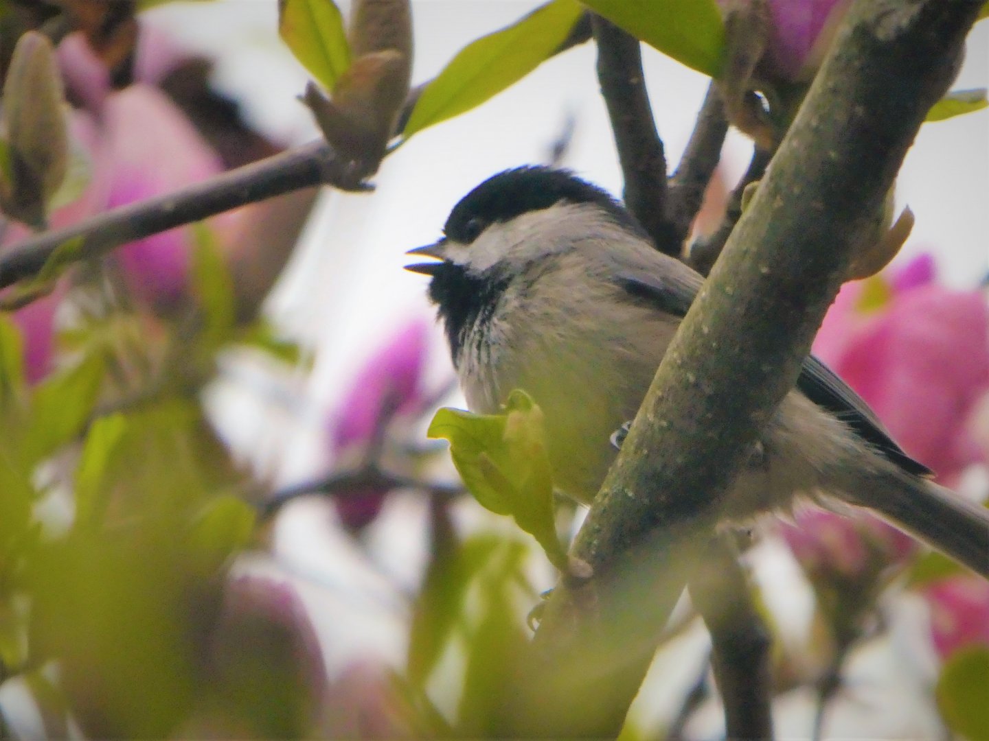Carolina Chickadee