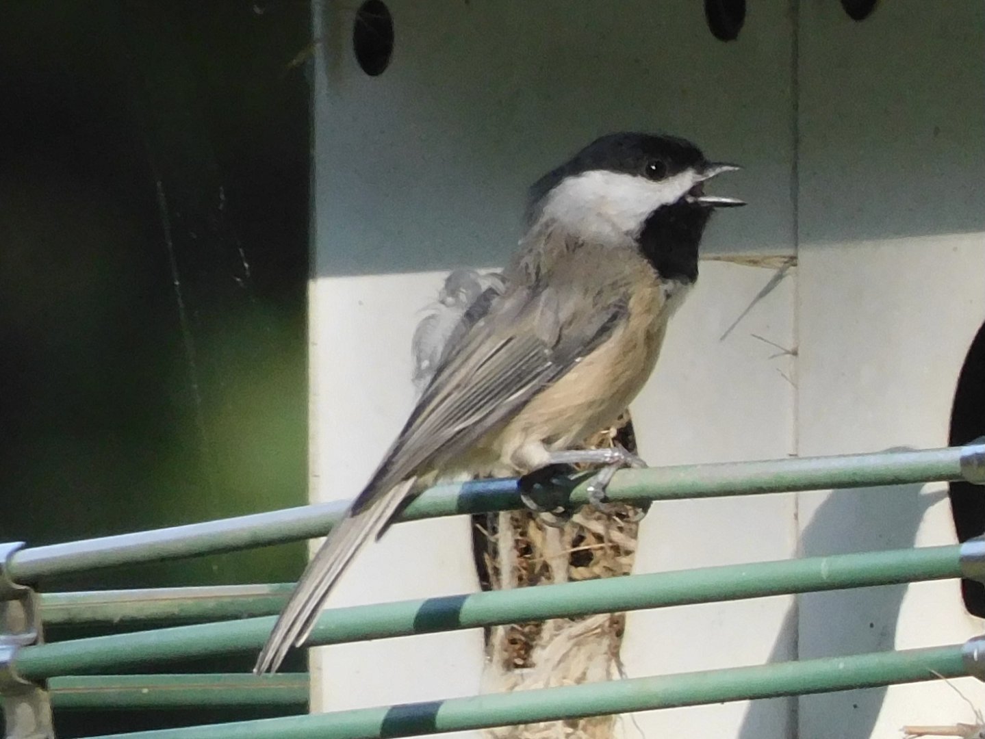 Carolina chickadee