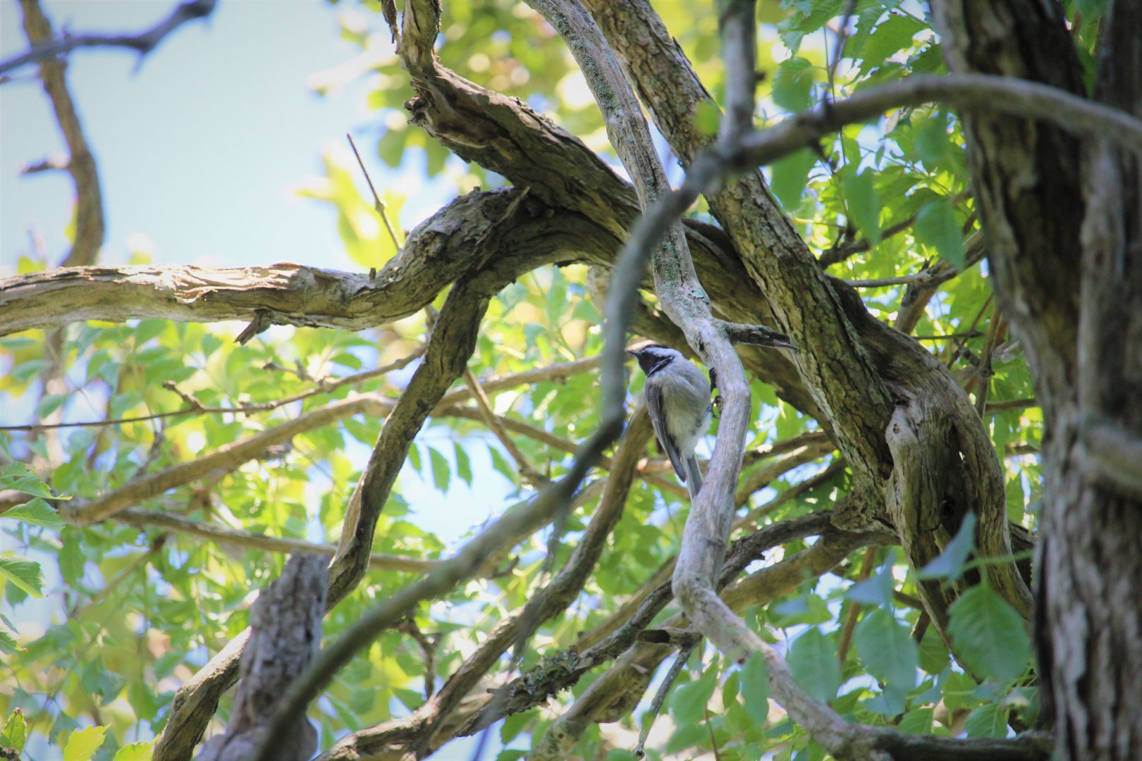 Carolina Chickadee