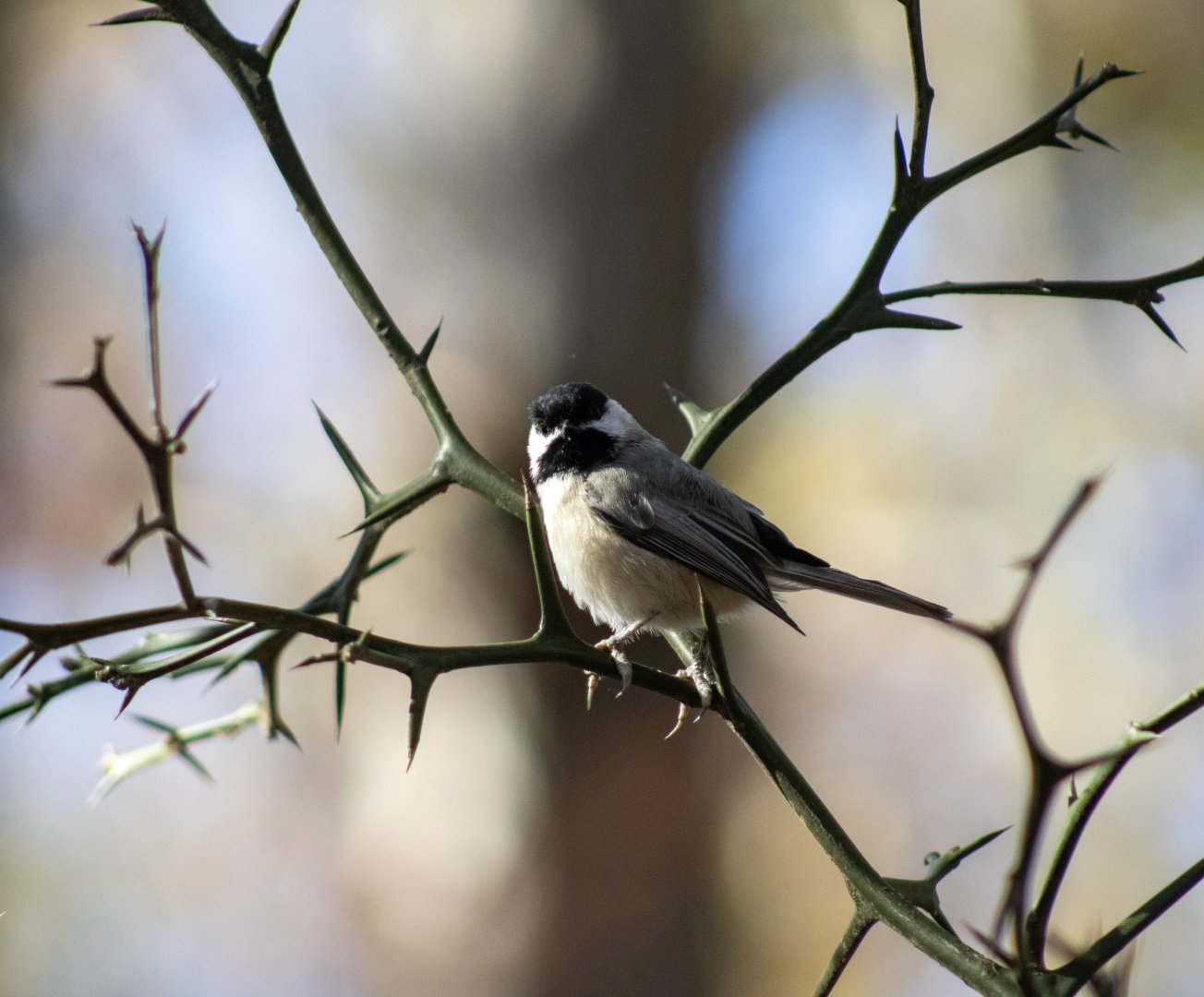 Carolina Chickadee