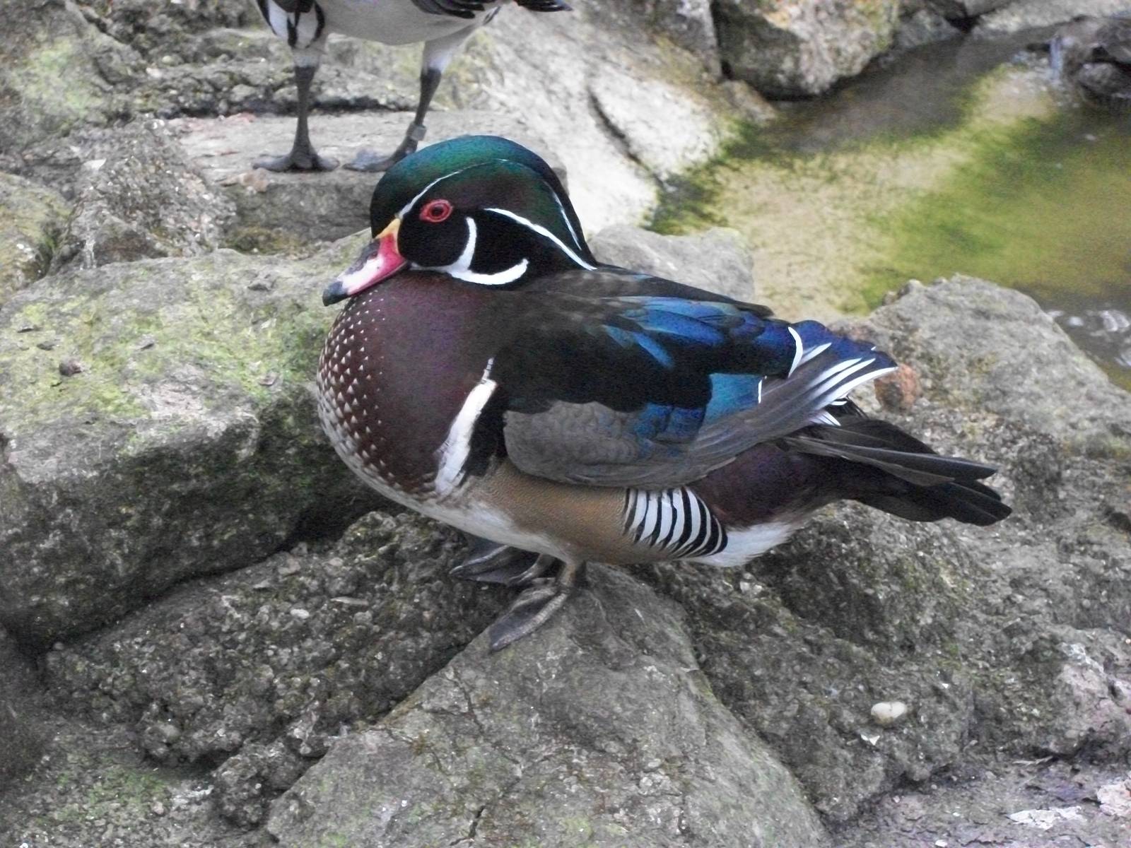 Carolina drake, 13th April 2014